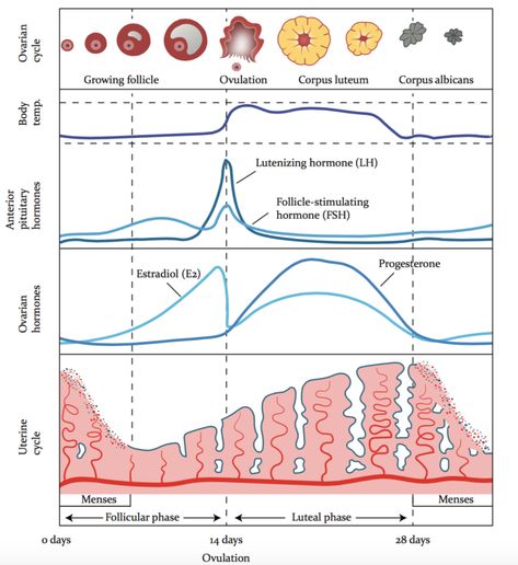 Menstrual Cycle Chart, Progesterone Deficiency, Cycle Phases, Menstrual Cycle Phases, Menstruation Cycle, Basal Body Temperature, Follicle Stimulating Hormone, Corpus Luteum, Female Reproductive System