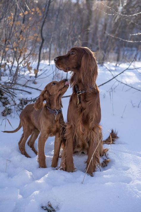 Spring Creek Irish Setters Irish Setter Aesthetic, Picardy Spaniel, Irish Setter Puppy, Setter Puppies, Irish Red Setter, English Setters, Irish Setter Dogs, Irish Setters, Aussie Shepherd