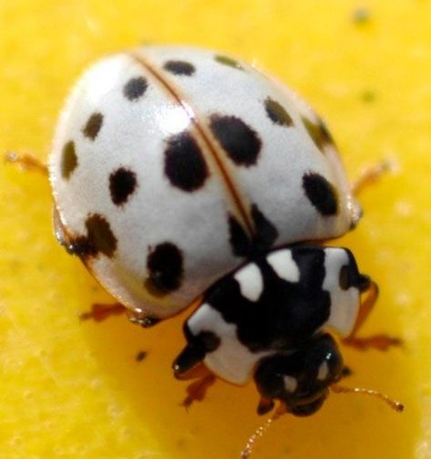 White Shell, Black Spots Ladybug/Ladybird White Ladybug, Black Ladybug, Lady Beetle, Frog Illustration, Beetle Insect, Ladybug Art, Cool Bugs, Lady Bugs, Beautiful Bugs