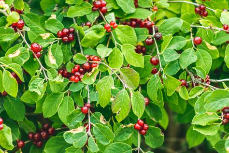 Chokecherries (Prunus virginiana) are often grown for their bitter berries and beautiful appearance. Learn how to care for these hardy trees. Planting Cherry Seeds, Cherry Tree From Seed, Prunus Virginiana, Chokecherry Tree, Cherry Plant, Tree Seedlings, Small Shrubs, Foundation Planting, Perennial Shrubs