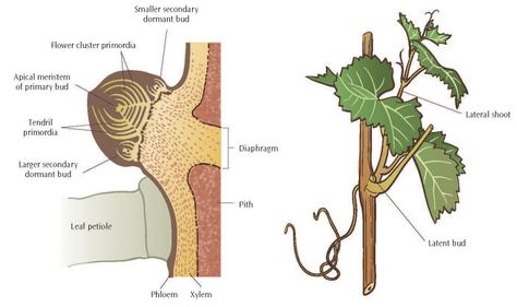 Important Structures & Features of Grapevines « Lodi Growers Grape Vine Pruning, Growing Wine Grapes, Grape Vine Trellis, Grape Vine Plant, Espalier Fruit Trees, Vintners Daughter, Vine Trellis, Wine Vineyards, Wine Grapes