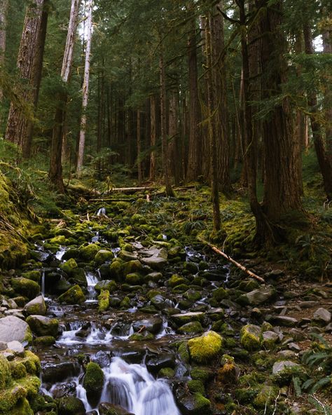 There’s a place located within Olympic National Park you must visit!🥾 Sol Duc Falls is a stunning hike in Washington state that will definitely be one to remember.✨ The hike leading up to the falls is just as remarkable as you trek through tall trees, over streams, and man made bridges🍄 Details 🌲Trail length- 1.8 mile out and back 🌲Time to complete - Around 45 minutes 🌲Location - Olympic National Park 🌲Best time to visit- May through October 🌲Dogs - Sorry pups, no dogs allowed #hikin... Washington State Hikes, Washington Hikes, 8 Mile, Senior Trip, Tall Trees, Olympic National Park, Washington State, National Park, National Parks