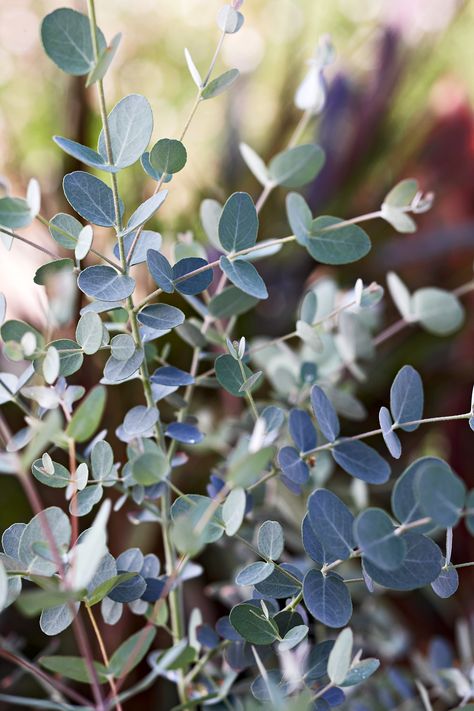 While most gardeners don't think of eucalyptus as a houseplant, this easy-growing tree makes a pretty showpiece indoors in a high-light spot. #indoorgardening #houseplants #bhg Best Smelling Flowers, Sweet Smelling Flowers, Citrus Plant, Patio Trees, Laurus Nobilis, Scented Geranium, Growing Vines, Acid Loving Plants, Fragrant Plant