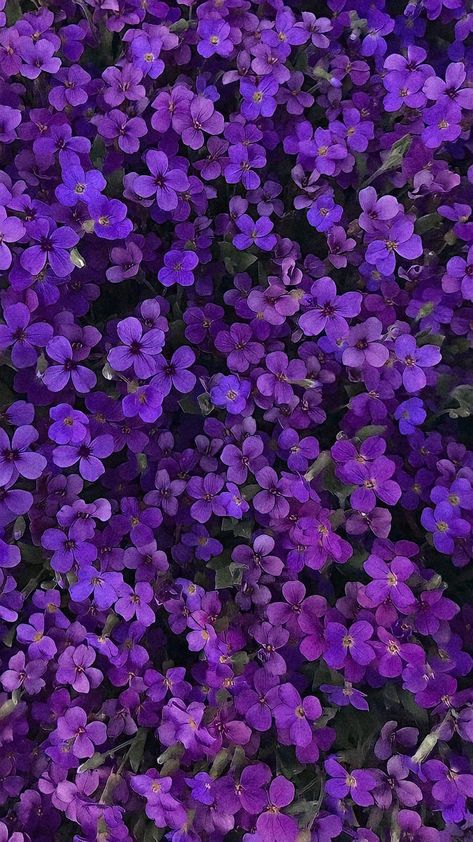 Purple Aesthetic Wall Collage Photos, Purple Flower Pictures, Purple Flower Background, Safe Zone, Purple Flowers Wallpaper, Disney Princess Artwork, Purple Wallpaper Iphone, Wallpaper Photos, Photo Insta