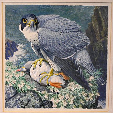 Charles Tunnicliffe, Scottish Animals, Birds Paintings, Bird Artists, Vintage Animals, Victorian Paintings, Hunting Art, Peregrine Falcon, Nature Artists