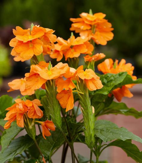 orange-marmalade-firecracker-flower-33d55f71 Fleur Orange, Red Plants, Rare Seeds, Orange Marmalade, Hummingbird Garden, Bee Garden, Tree Seeds, Growing Seeds, Growing Indoors