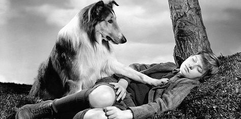 Lassie Come Home (1943) Bruiser Woods, Turner And Hooch, George Of The Jungle, Chihuahua Names, Dog Training School, Celebrity Dogs, Rhett Butler, Marley And Me, French Mastiff