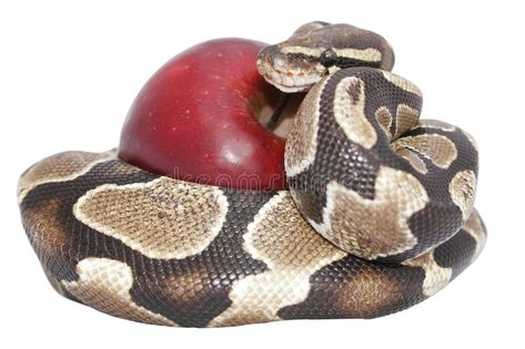 Snake And Apple Tattoo, Snake With Apple, Snake And Apple, Apple Tattoo, Apple Stock, Beautiful Snakes, Photography Projects, Red Apple, Drawing Tips