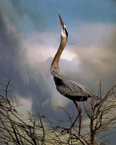 Heron Song Heron Tattoo, Florida Everglades, Heron Art, Everglades Florida, Herons, Artful Home, Long Neck, Japanese Painting, Big Bird