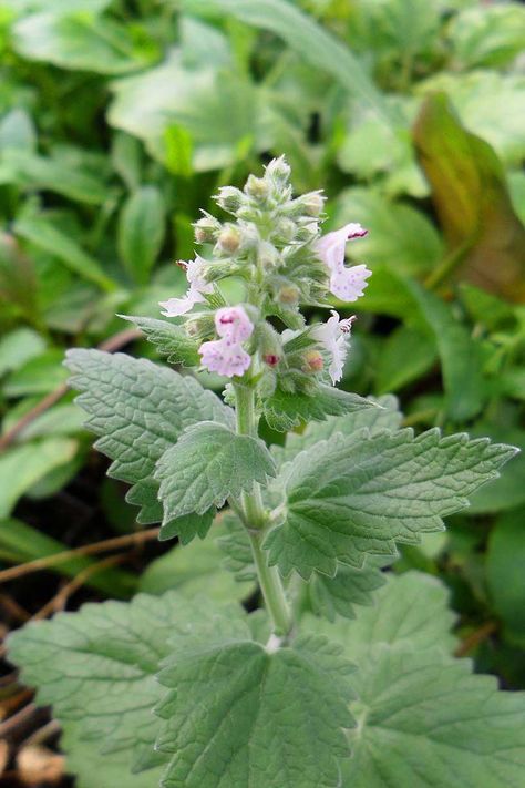 Best known for its cat-attracting properties, catnip is an herbaceous perennial in the mint family. Famous for use as a soothing medicinal tea as well as an intoxicating herb to entice our feline friends, it's vigorous and easy to grow. Learn how to plant and grow catnip now on Gardener's Path. #catnip #gardenerspath Planting Daffodil Bulbs, Pinterest Plant, Nepeta Cataria, Space Plants, Catnip Plant, Peppermint Plants, Medicinal Tea, Daffodil Bulbs, Perennial Herbs