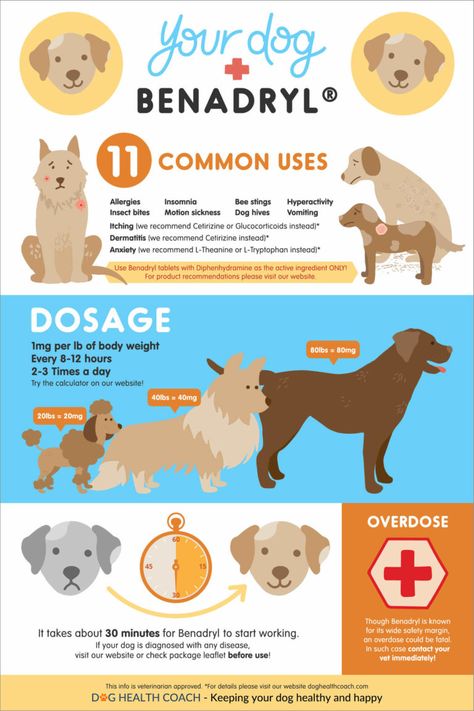 5 Things Dog Owners Should Know About Giving Benadryl To Dogs Dog Hives, Dog Benadryl, Dog Infographic, Meds For Dogs, Dog Remedies, Love My Dog, Dog Allergies, Dog Facts, Dog Info