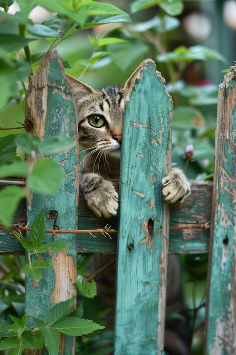 Cat Relaxing, Lode A Dio, Diy Garden Fence, Autumn Animals, Cat Hacks, Curious Cat, Into The Wild, Jolie Photo, Garden Fence