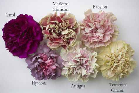 Antique Carnation Collection by Florabundance; Carol, Merletto Crimson, Babylon, Hypnosis, Antigua, Terracotta Caramel Carnation Colors, Floral Design Classes, Flower Chart, Flower Identification, Romantic Wedding Flowers, Different Types Of Flowers, Flower Guide, Cut Flower Garden, Carnation Flower