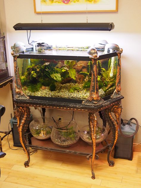 vintage aquarium & fishbowls Antique Aquarium, Aquarium Museum, Estilo Kitsch, Indoor Gardening Supplies, Mermaid Tank, Fish Tank Stand, Amazing Aquariums, Cool Fish Tanks, Aquarium Terrarium