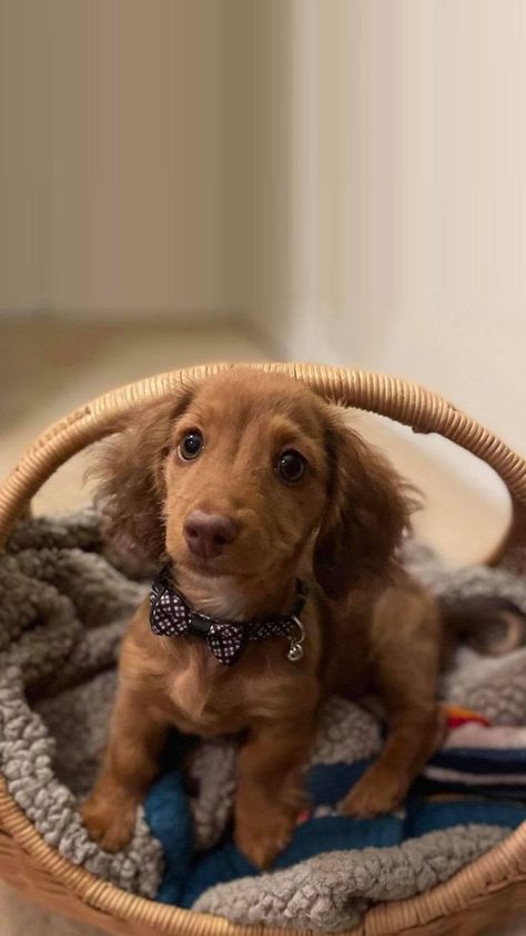 Dachshund Dogs, Golden Retriever Mix, Wiener Dogs, Sausage Dogs, Doxie Dogs, Dachshund Mom, Dog Mixes, Dachshund Mix, Funny Dachshund