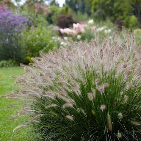 The 22 Best Ornamental Grasses for Adding Drama to Your Property Miscanthus Gracillimus, Pennisetum Alopecuroides Hameln, Ornamental Grass Landscape, Pennisetum Alopecuroides, Colorful Shrubs, American Meadows, Ornamental Grass, Fountain Grass, Grasses Landscaping