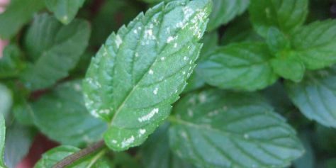 Spearmint Benefits & Information How To Use Spearmint Leaves, Spearmint Recipes, Sage Herb, Spearmint Tea, Popular Drinks, Cold Symptoms, Herbal Recipes, Peppermint Leaves, Tea Packaging