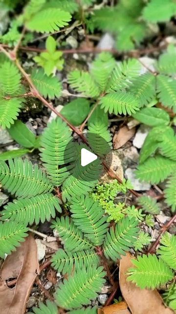 Aset on Instagram: "Mimosa pudica, often recognized for its intriguing touch-sensitive leaves, offers much more than just a botanical curiosity. Traditionally used in Ayurvedic and folk medicine, this remarkable plant is believed to support men’s health in several ways. From boosting reproductive health and improving sperm quality to its potential role in enhancing libido and managing prostate health, Mimosa pudica is a natural ally for men. Its anti-inflammatory properties further aid in muscle recovery and joint health, while its adaptogenic effects help combat stress, a key factor in maintaining overall well-being. Whether used to support urinary health or as a natural remedy for digestive issues, Mimosa pudica continues to be a powerful plant with a wide array of benefits.  #MimosaPudi Mimosa Pudica Benefits, Mimosa Plant, Libido Boost For Men, Ayurvedic Plants, Mimosa Pudica, Sperm Health, Prostate Health Men, Libido Boost, Folk Medicine