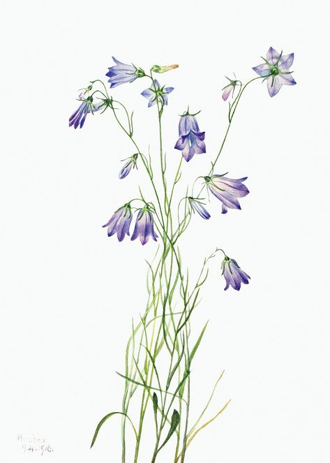 Harebell flower psd botanical illustration watercolor | premium image by rawpixel.com / nap Illustration Botanique Vintage, Illustration Botanique, Botanical Illustration Vintage, Plant Drawing, Botanical Drawings, Vintage Botanical, Flower Illustration, Antique Prints, Botanical Illustration