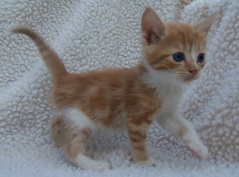 orange tabby and white kitten | Flickr - Photo Sharing! Orange And White Tabby Kitten, Orange Tabby Kittens, Orange And White Kitten, Rebecca Rubin, Tabby Kitten Orange, Orange Kitten, Orange And White Cat, Cat Art Painting, Kitten Drawing