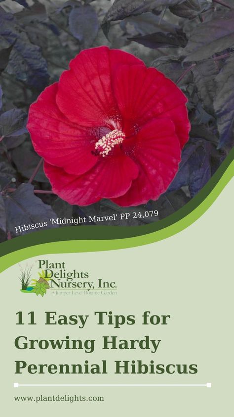 Hardy Hibiscus Plant, Perennial Hibiscus, Hardy Hibiscus, Hibiscus Plant, Fall Care, Giant Flowers, Hardy Perennials, Flowering Shrubs, Hibiscus Flowers