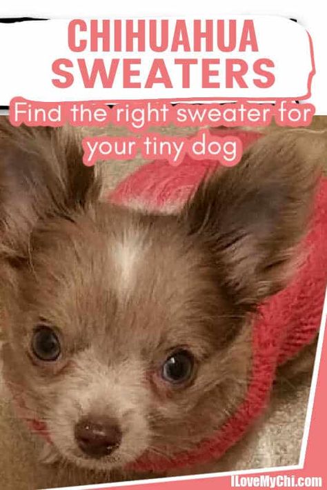 Check out all our posts on sweaters for chihuahuas and other small dogs. Chihuahua Sweater Pattern Free, Teacup Chihuahua Crochet Sweater Pattern Free, Crochet Chihuahua Sweater, Small Dog Sweaters Crochet Free, Chihuahua Clothes Diy, Doggie Sweaters, Puppy Clothes Girl, Chihuahua Sweater, Diy Dog Sweater