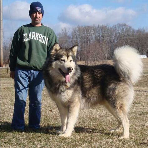 Giant Malamute, Giant Alaskan Malamute, Malamute Husky, Malamute Dog, Huge Dogs, Giant Dogs, Snow Dogs, Lab Puppies, Alaskan Malamute