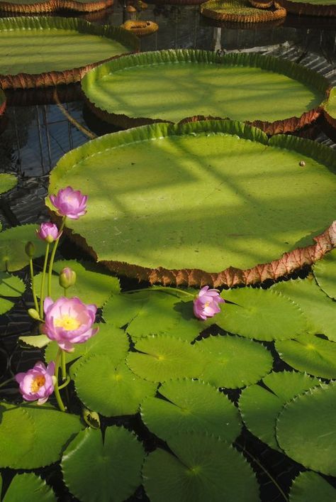 Lily Pad Photography, Japanese Lily Pad, Giant Lily Pads, Bali Landscape, Giant Water Lily, Kew Gardens London, Lotus Wallpaper, Animals Quotes, Dnd Inspiration