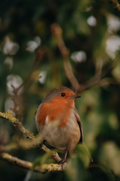 https://unsplash.com/photos/a-small-bird-perched-on-top-of-a-tree-branch-RrXalA1Byvw?utm_source=unsplash&utm_campaign=unsplash-ios&utm_medium=referral&utm_content=view-photo-on-unsplash Birds In Trees, Inktober 2024, Bird On Branch, Nature Birds, Bird Perch, View Photo, Small Birds, Tree Branch, Art References