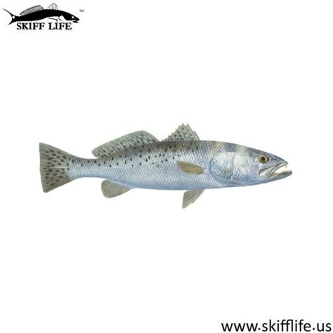 @skiff_life: Skiff Life Speckled Trout Fishing Decal Sticker...   @skiff_life: Skiff Life Speckled Trout Fishing Decal Sticker Randy McGovern Art https://t.co/yLP9DYE09Z #FishingStickers https://t.co/eKS1t6HDbo  baffinbay baffin bay baffin_bay Baffin Bay baffin bay rod and gun BaffinBayRodandGun Baf Speckled Trout, Sea Trout, Cup Decals, Fishing Decals, Yeti Cup, Cup Decal, Tackle Box, Trout Fishing, Fish Art