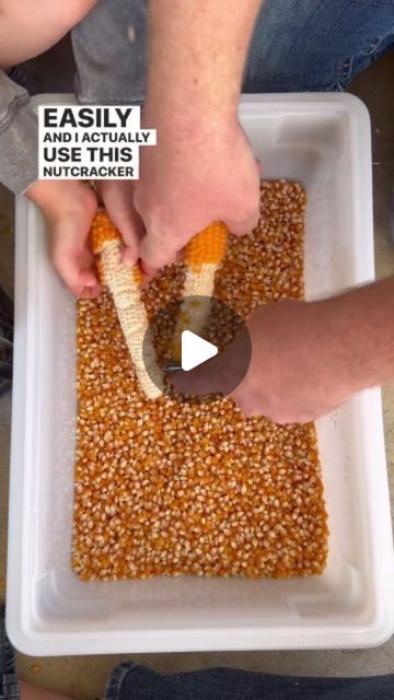 Deer Corn, Corn Harvest, Popcorn Seeds, Diy Home Garden, Spring Crops, Dried Corn, Eat Snacks, Farm Food, Corn On Cob