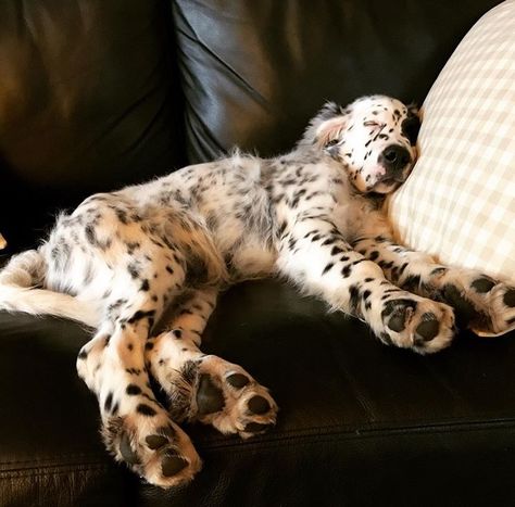 English Setter Puppy, Sussex Spaniel Dog, English Setter Aesthetic, Setter Dog Breeds, English Setter Dogs, Dog Day Afternoon, English Setter, Wire Fox Terrier, Baby Puppies