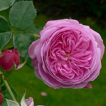 Bourbon Rose, Man Traveling, Rose Gardening, Heritage Rose, Sarah Raven, Heirloom Roses, Rose Varieties, David Austin Roses, David Austin