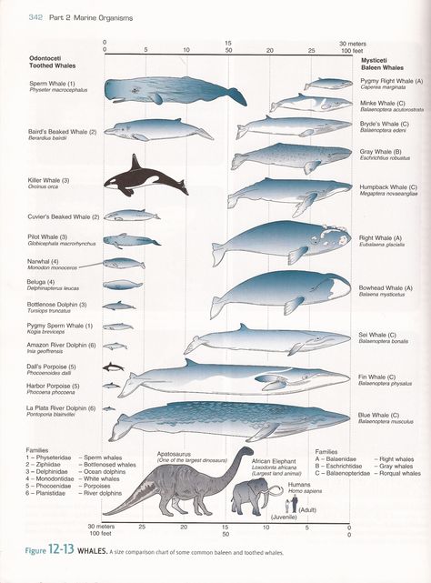 Table of cetaceans Types Of Whales, Whale Species, Deep Sea Creatures, Whale Art, Most Beautiful Animals, In The Darkness, Marine Mammals, Ocean Creatures, Marine Animals