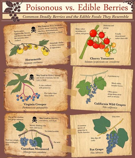 Infographic: Poisonous vs. Edible Berries | RECOIL OFFGRID Poisonous Plant Identification, Identifying Edible Plants, Edible Berries Wild, Poison Plants For Humans, How To Identify Plants, Poisonous Plants For Humans, Edible Plants Survival, Poison Berries, Poisonous Herbs