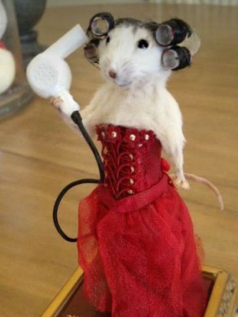 Cute Rats, Hamsters, Taxidermy, Cute Funny Animals, A Mouse, Funny Animal, Rats, Mice, Baby Animals