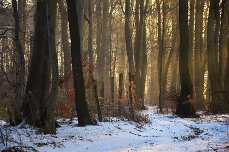 Forest Light, Scenery Photos, Snow Fairy, Forest Background, Wolf Love, Snowy Forest, Inner World, Forest Photography, Winter Forest