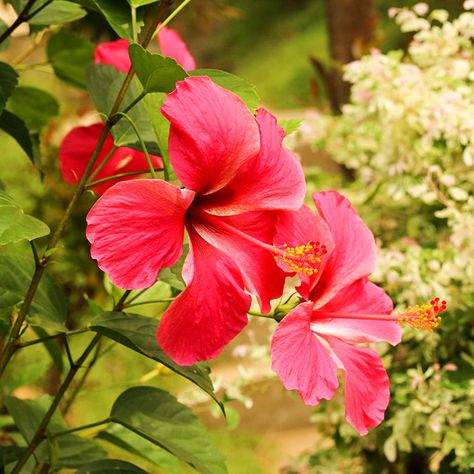 Red Gumamela Flowers found in the garden. Took some photos of this beautiful flower for my collection.  #flower #flowers #garden #gardenphotography #flowerphotography #plant #plantphotography #nature #naturephotography #gumamela #redflower Gumamela Flower, Plant Photography, White Day, Painting Inspo, Garden Photography, Flowers Garden, Filipino Recipes, Types Of Flowers, Art References