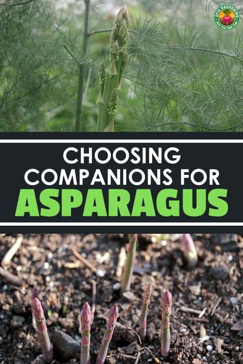 Asparagus Garden, Best Asparagus, Companion Planting Guide, Companion Planting Chart, Asparagus Plant, Growing Asparagus, Companion Planting Vegetables, Companion Gardening, Garden Companion Planting