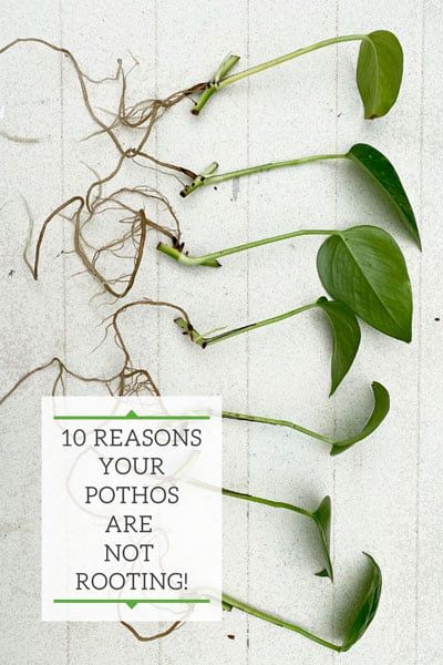 Pothos Not Rooting? Top 10 Secrets Why You're Failing Planting Pothos Cuttings, Pothos Cuttings In Water, Propagating Pothos In Water, How To Make Pothos Fuller, How To Propagate Pothos, Pothos Plant Decor Ideas, Plant Propagation Diy, Replanting Plants, Pothos Plant Propagation