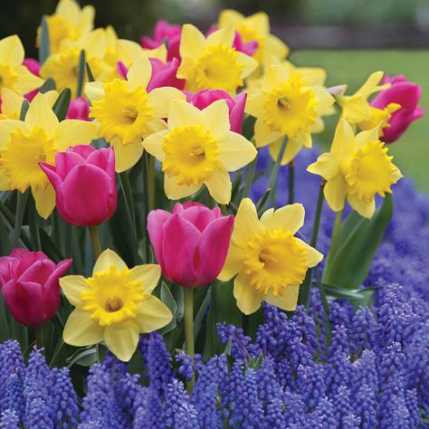 Spring Bulbs Garden, Longfield Gardens, Daffodil Bulbs, Best Plants, Yellow Daffodils, Spring Flowering Bulbs, Flower Mound, Garden Bulbs, Spring Bulbs