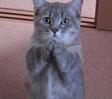 I pray Cat Pointing At You, Praying Reaction Pic, Praying Cat, Dog Praying, Stickers Whatsapp, Lps Cats, Cute Video, Cute Animals Puppies, Meal Of The Day