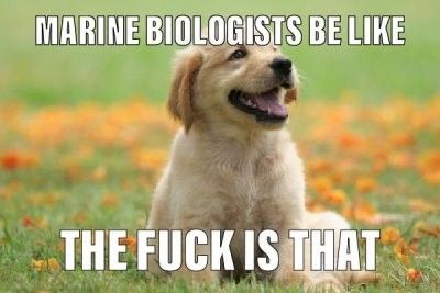 Biology Memes, Marine Biologist, Silly Images, Marine Biology, Silly Me, Really Funny Pictures, The Tea, Funny Me, Animal Memes