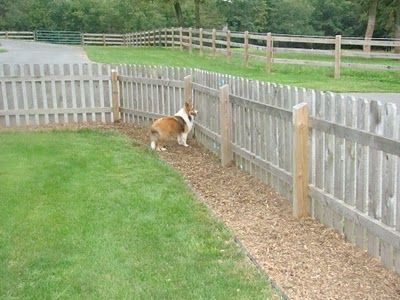 Acadia Shelties: yard solutions to muddy dogs Solutions For Muddy Yards With Dogs, Dog Yards Diy, Landscaping For Dogs Backyard, Muddy Backyard Solution Dogs, Dog Friendly Backyard Landscaping Design, Outdoor Dog Spaces, Dog Friendly Backyard Landscaping, Muddy Backyard, Dog Yard Landscaping