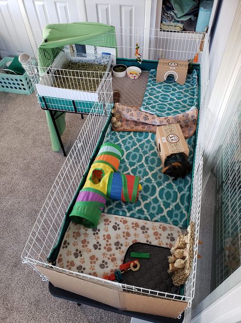 L-shaped Guinea Pig Cage Genie Pig Cage Ideas, Guinea Pig Set Up Ideas, C And C Guinea Pig Cage, Guinea Pig Enclosure Ideas, C&c Guinea Pig Cage Ideas, Guinea Pig Cage Setup Ideas, Cute Guinea Pig Cage Ideas, Aesthetic Guinea Pig Cage, Guinea Pig Enclosure