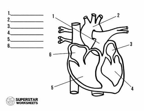 Free Heart Worksheets Simple Heart Diagram, Heart Worksheet, Human Heart Diagram, Heart Structure, Human Heart Anatomy, Health Worksheets, Heart Diagram, Medical Life, Cells Worksheet