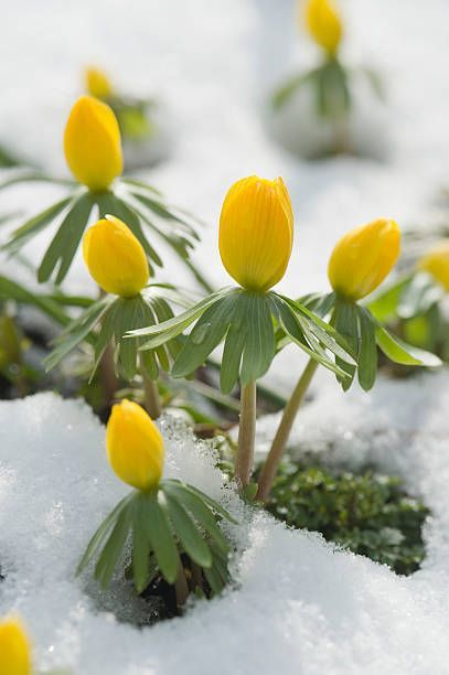 Winter Flowers Garden, Flowers In The Snow, Spring Video, Crocus Flowers, Glory Of The Snow, Welcome Images, Estate Gardens, Victorian Estate, Early Spring Flowers