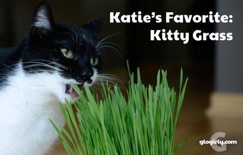 GLOGIRLY: Win a PetBox for Your Favorite Rescue Shelter! Look at Katie's Favorite! - the Priscilla's Pet Grass Growing Kit  - Meow! Pet Grass, Cat Nutrition, Cat Grass, Cat Care Tips, Dry Cat Food, Wheat Grass, Grass Seed, Ragdoll Cat, Cat Health