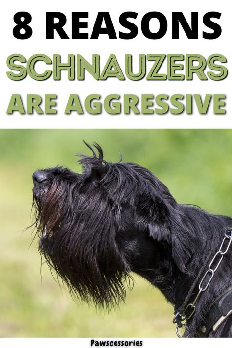 schnauzers Standard Schnauzer Puppies, Giant Schnauzer Grooming Styles, Giant Schnauzer Grooming, Schnauzer Grooming Styles, Snauzer Puppy, German Dog Commands, Dogs Haircut, Giant Schnauzer Puppy, Miniature Schnauzer Grooming