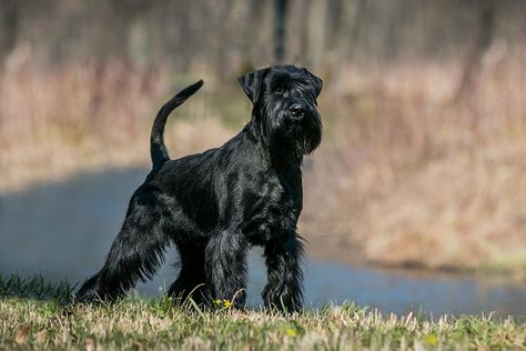 Black Mini Schnauzer, Best Hypoallergenic Dogs, Miniature Dog Breeds, Schnauzer Breed, Black Schnauzer, Hypoallergenic Dog Breed, Akc Breeds, Standard Schnauzer, All Breeds Of Dogs